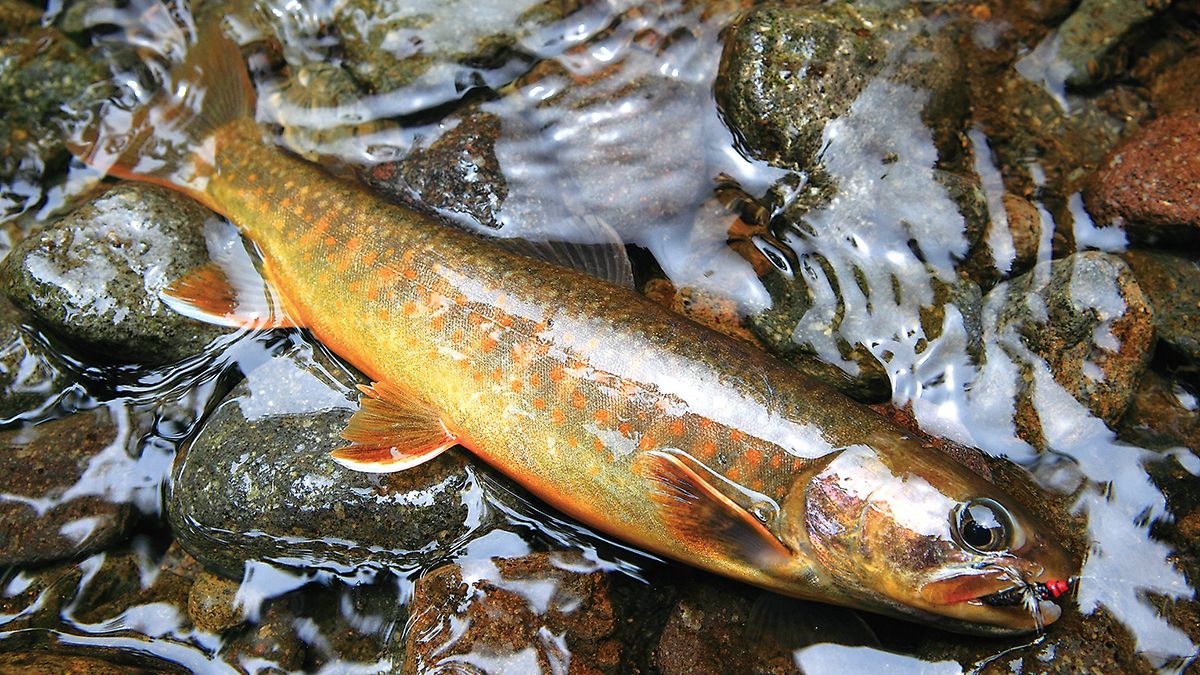 新潟県／中津川水系のテンカラ・イワナ釣り 釣れる毛バリの探求 後編